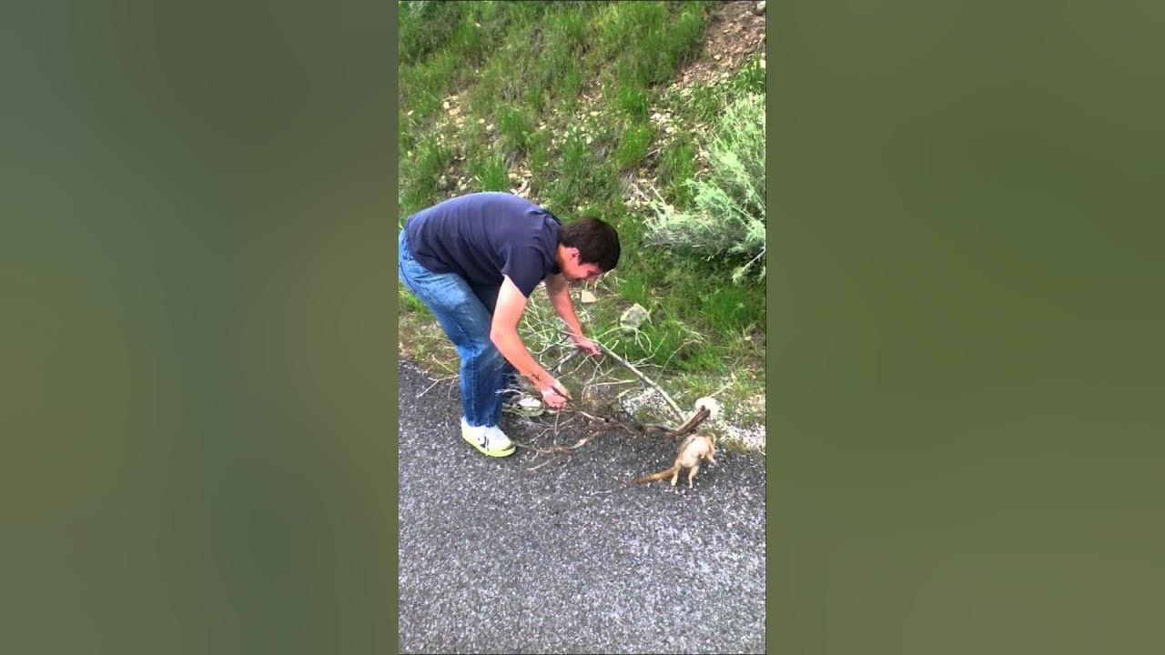 Roadkill Removal YouTube