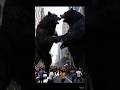 Wolf vs Bear Fight 🐺🐻🔥 | Epic Animal Battle#WolfVsBear #AnimalFight#wildlife