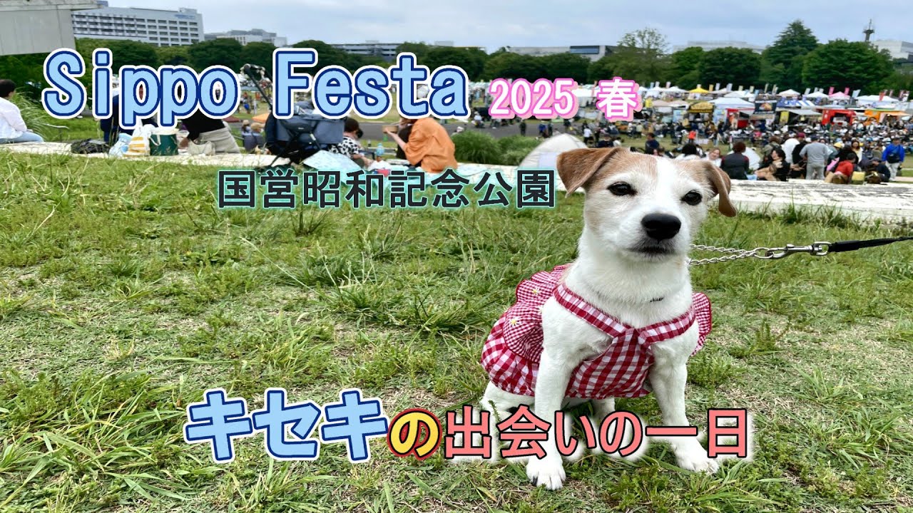 【しっぽフェスタ】2025春国営昭和記念公園＃犬のイベント＃犬のおやつ試食＃犬のおもちゃ＃犬の洋服＃犬グッツ＃ジャックラッセルテリア