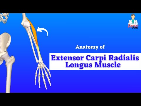 Extensor Carpi Radialis