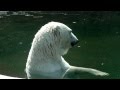 Белая медведица Симона в Московском зоопарке (Simona the polar bear at Moscow Zoo),