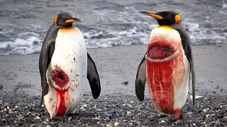 इसे कहते है ज़िन्दगी का खेल जिससे इंसान क्या जानवर भी नहीं बच सकतेstrange life of penguin and animals