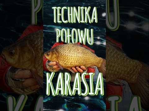 Technika połowu karasi. Jak łowić karasia? Gdzie szukać karasia? #wędkowanie #karaś #wędkarstwo Technika połowu karasi. Jak łowić karasia? Gdzie szukać karasia? #wędkowanie #karaś #wędkarstwo