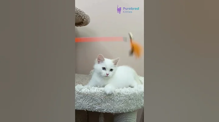 Video 9906661: siberian tabby kitten, blue tabby point siberian, hypoallergenic siberian kittens, tabby male kitten, cream tabby, siberian blue eyes