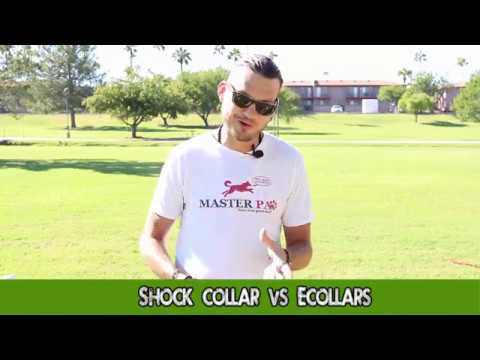 off-leash-dog-training-free-video-from-the-course-low-level-ecollar