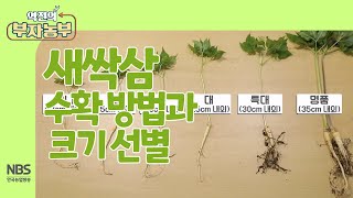 [역전의부자농부 238회] 새싹삼 수확 방법과 크기 선별