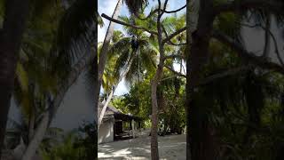 20170915 091009 Angaga Coconut Tree Climbing