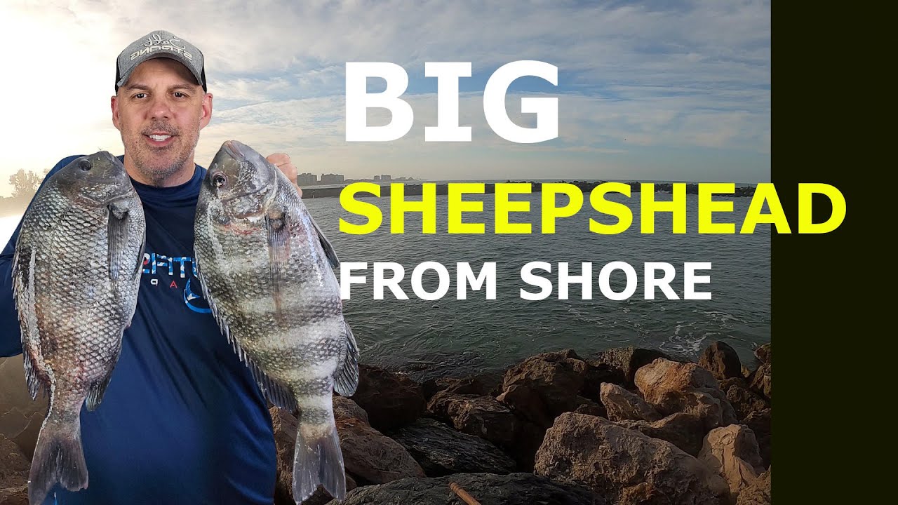Venice Jetties: Sheepshead Bait OUTFISHED All #mussels #fishing #tampabay  #bullbayrods #florida 
