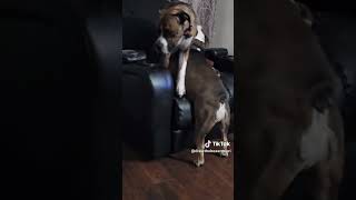 Is My Dog is Broken??
