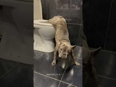 мысли собаки когда я ее снимаю