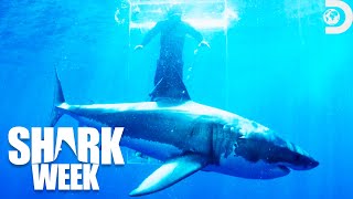 Gold Medal Moments from Shark Week 2021 | Discovery