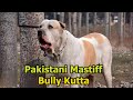 This Dog is More Dangerous Than a Pitbull in a Fight - Pakistani Mastiff ❘  Bully Kutta