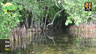 කඩලන වනශත සමග කඩලන ජවනටත ජවත තරජන