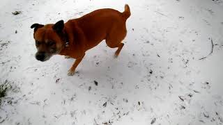 Sparky loving the snow in Houston