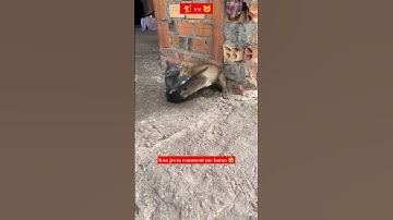 monkey vs Cat fight 🤬 #fight #monkeyfight #cat #catlover #monkey #fighting #viral #shortvideos