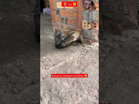monkey vs Cat