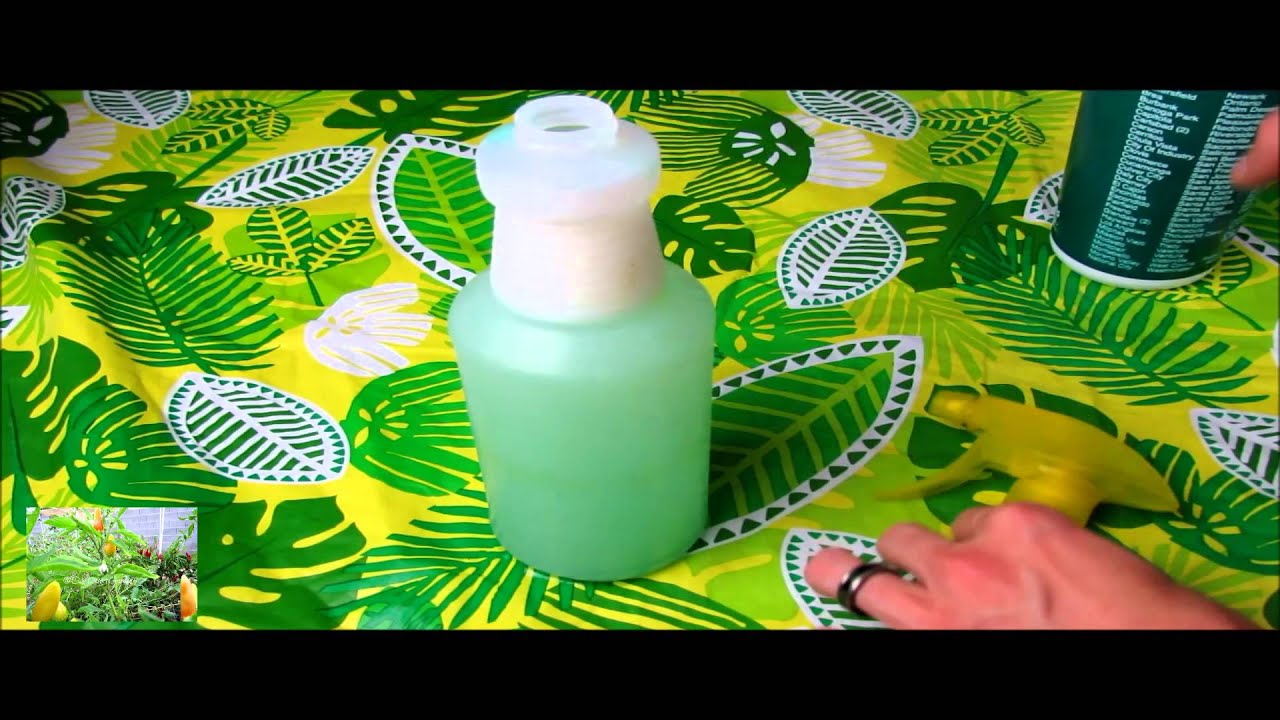 My Organic Neem Oil Spray YouTube