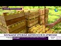 Путь армянского абрикоса: от ветки к прилавку