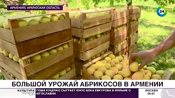 Путь армянского абрикоса: от ветки к прилавку