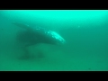 Gray Whale at Shaws Cove 12-18-11