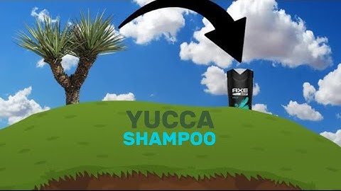 How to Make Yucca Shampoo