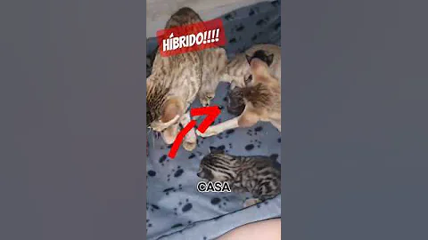 Video 9128041: cat pets gatos