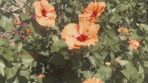 I FORGOT THAT YOU EXISTED— Taylor Swift OFFICAL MUSIC VIDEO🙀🌊👅😆