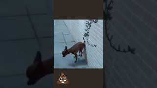Un Chien Fait Caca Sur Un Mur En Mode Spiderman