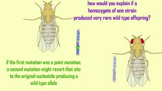 reversion mutations point mutations vs deletions