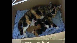 Karma Kitty's Kitten Cam
