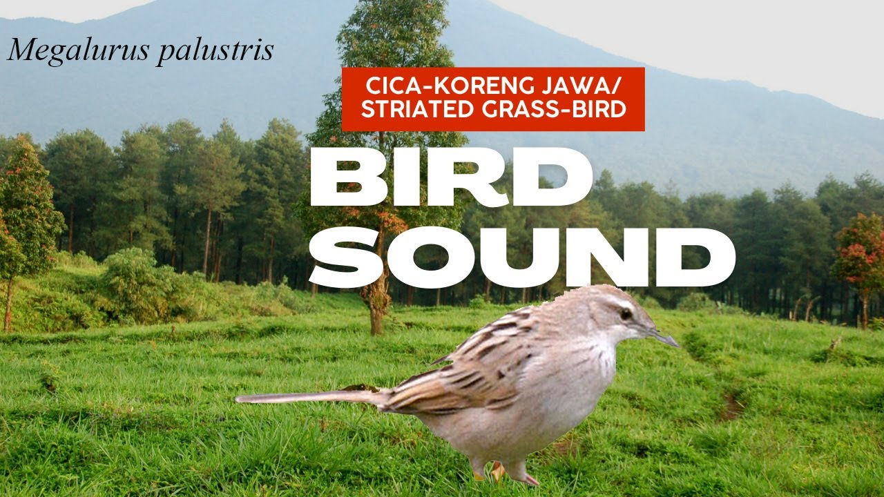 Bird sound Cica koreng Jawa  Striated Grass bird  Megalurus palustris