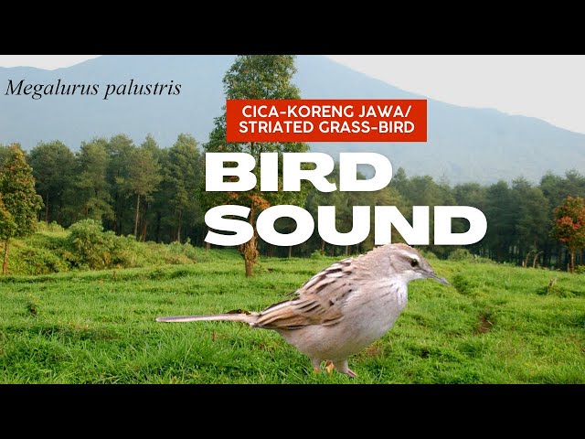 Bird sound Cica koreng Jawa  Striated Grass bird  Megalurus palustris class=