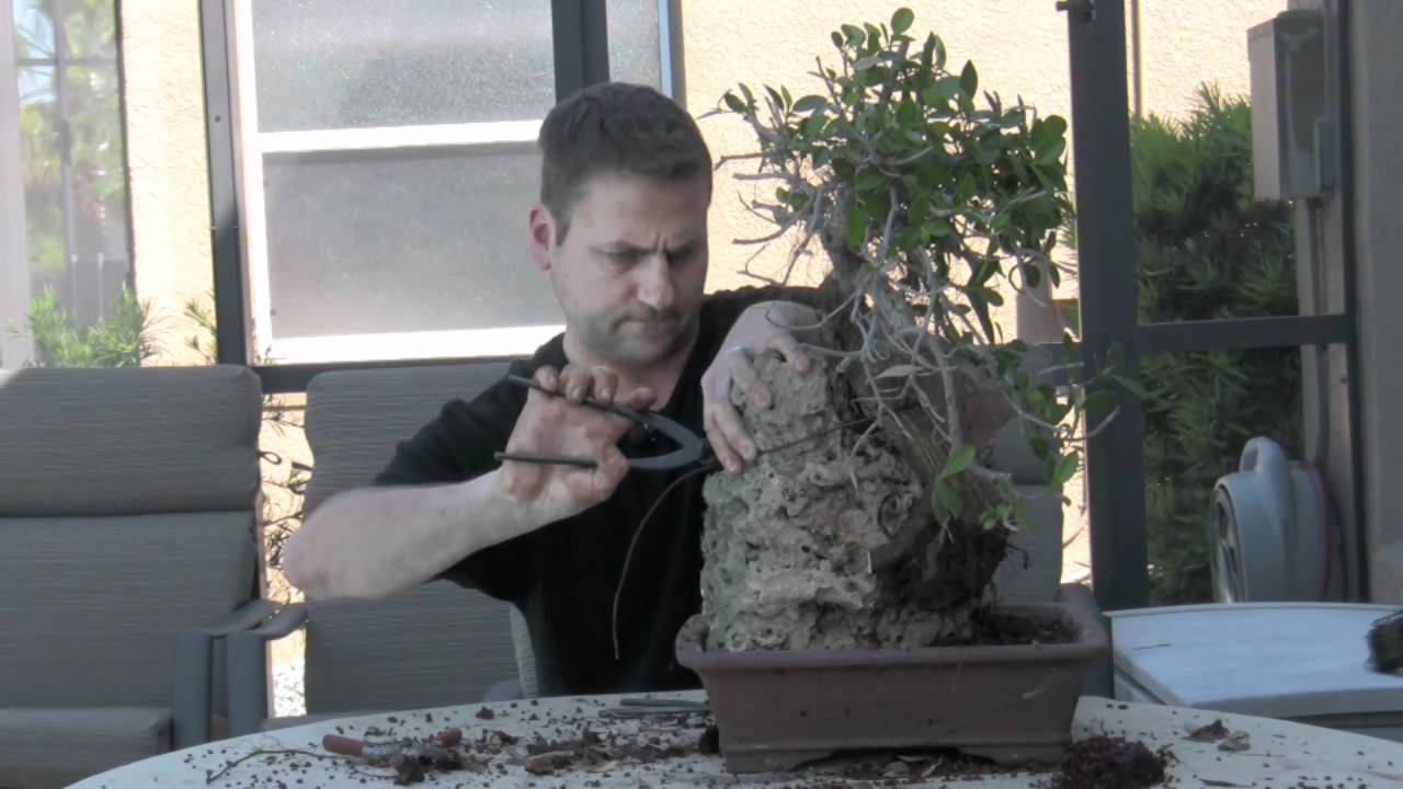 How To Bonsai Create Root Over Rock YouTube