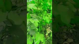 Download Lagu kapass 2024 MP3