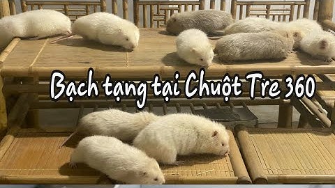 Dúi Bạch Tạng Tại vn chỉ có duy nhất ở Chuột Tre 360 sở hữu số lượng lớn | Chuột Tre 360