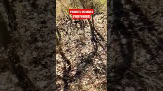 Hunting Rabbits In Louisiana 
