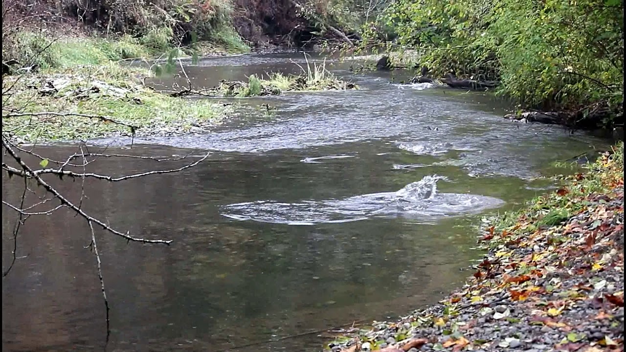 Kennedy Creek 2017 YouTube