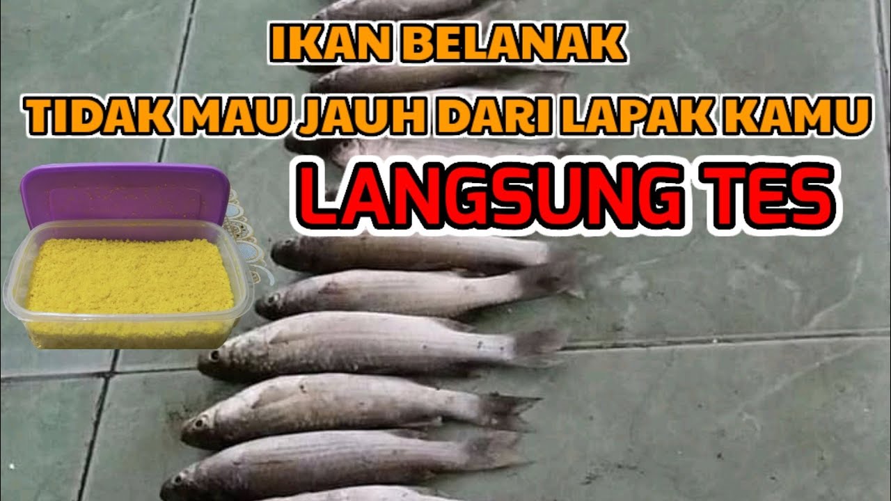 UMPAN IKAN BELANAK DASARAN