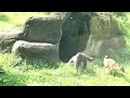 Baby gorilla gets scared of a deer