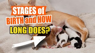 STAGES of Canine BIRTH and HOW LONG Does It Take to GIVE Birth?🐶 by Veterinary Network 44 views 1 month ago 4 minutes, 51 seconds