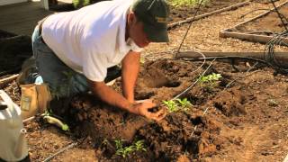 Top 10+ How far to space pepper plants