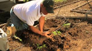 How to Plant Pepper Plants / Plant Spacing  for Pepper Plants