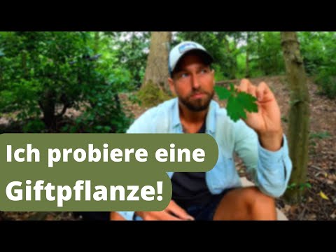 Video: Schöllkraut-Pflanzeninformationen - Wo wächst Schöllkraut?