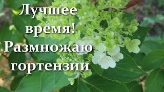 картинка: Суперспособ размножения гортензии осенью