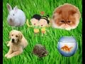 We love pets  song