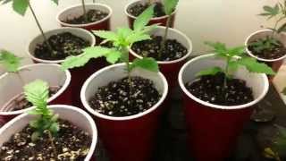 Tsg probation grow