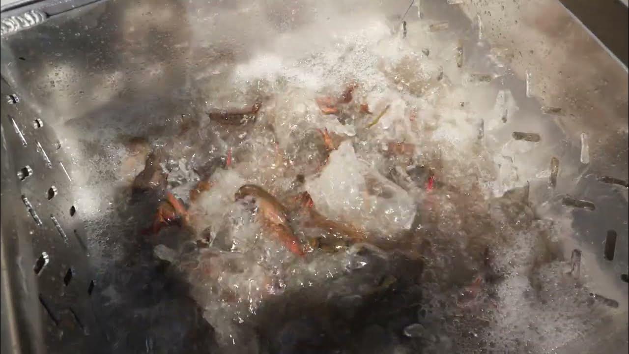 HPC CrawCuzzi Automatic Crawfish Washer YouTube