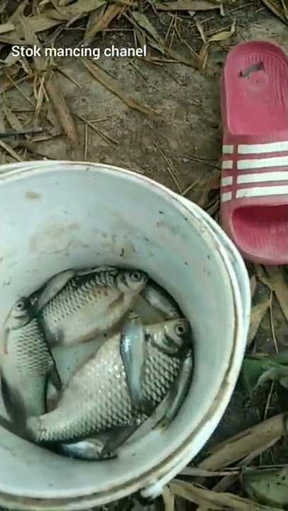 mancing mania mancing ambyar, streknya mantap👍👍