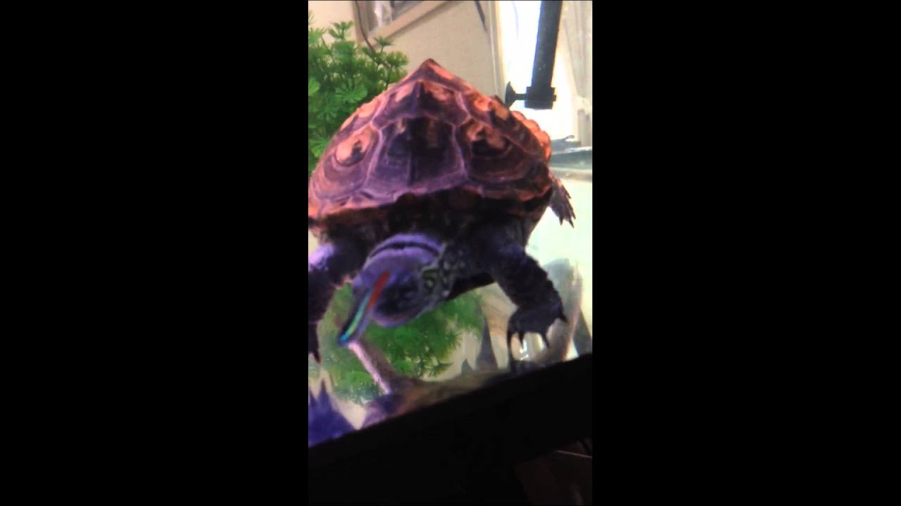 Reeves turtle eating neon tetra. YouTube