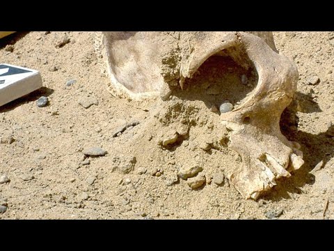 The Mythological Animals: Unveiling the Secrets of the Egyptian Zoo